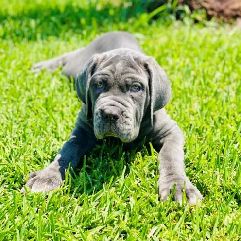 Puppy Laying on Grass